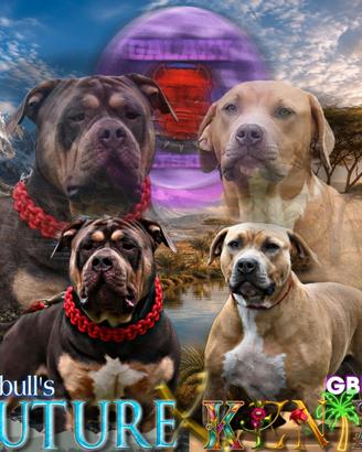Prenotazioni cuccioli di American Bully XL.