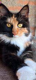 Maine Coon