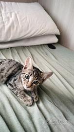 gattino