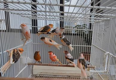 Canarini Arlecchino Portoghese