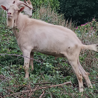 Maschio di capra saanen