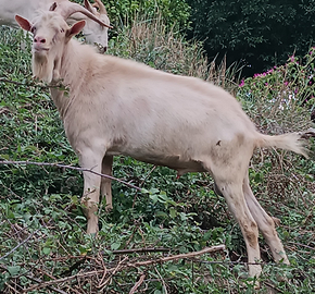 Maschio di capra saanen