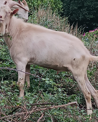 Maschio di capra saanen