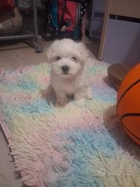 Disponibile da Magio