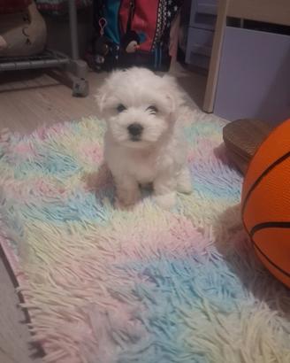 Disponibile da Magio