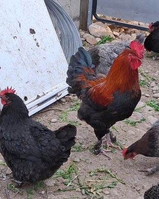 Galline marans