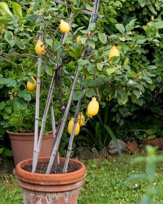 Pianta di limone