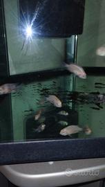 Ciclosoma Nigrofasciatum albini & brble