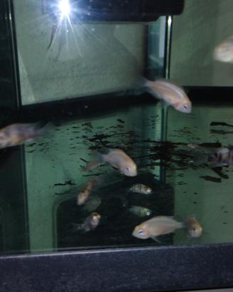 Ciclosoma Nigrofasciatum albini & brble