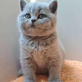 British shorthair