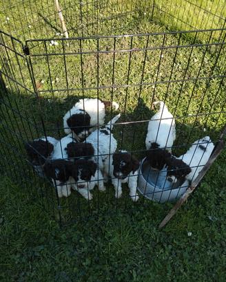 Lagotto romagnolo
