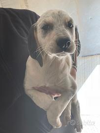 Adotta la tenera sirya