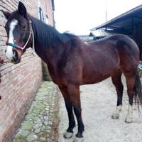 Incrocio Criollo- quarter