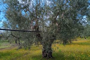Uliveto di 9.198 mq