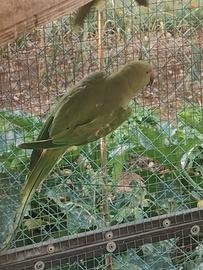 Parrocchetti dal collare