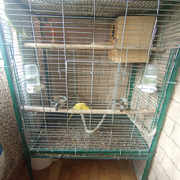 Parrocchietti dal collare più gabbia