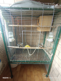 Parrocchietti dal collare più gabbia