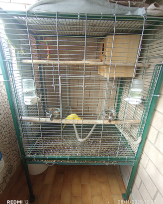 Parrocchietti dal collare più gabbia