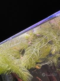 Avannotti di molly e platy