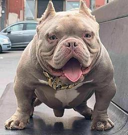 American bully micro
