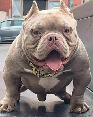 American bully micro