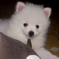 Cucciolo di pomerania