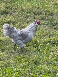Gallina lavanda inglese coppia