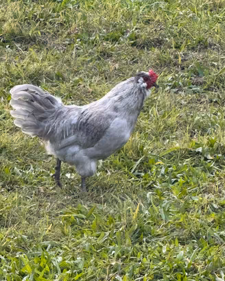 Gallina lavanda inglese coppia
