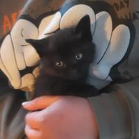 Dolcissima gattina nera