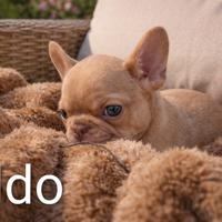 Cucciolo bulldog francese esotico