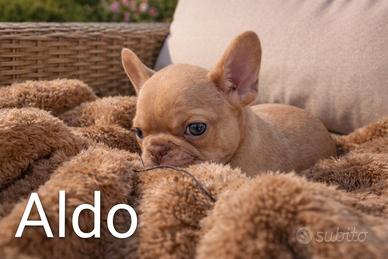 Cucciolo bulldog francese esotico