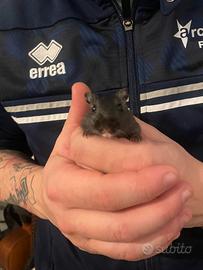 Gerbille più gabbia