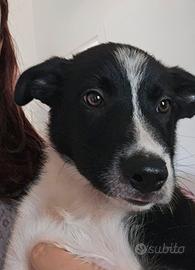 Cuccioli di barder collie
