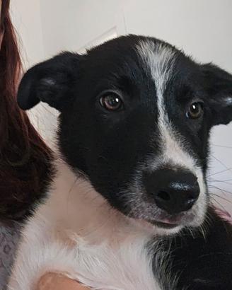 Cuccioli di barder collie