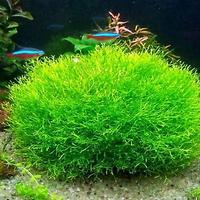 Riccia Fluitans