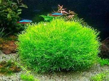 Riccia Fluitans
