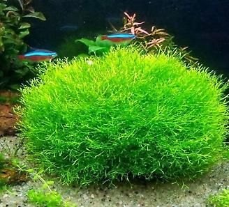 Riccia Fluitans