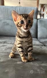 Disponibili da subito splendidi cuccioli Bengala