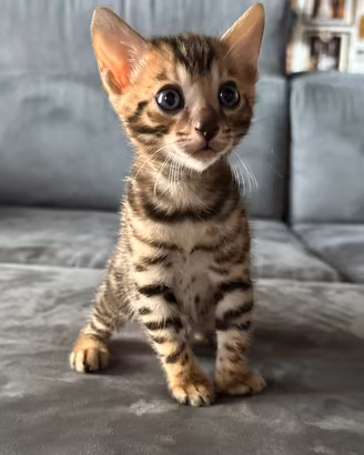 Disponibili da subito splendidi cuccioli Bengala