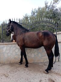 Cavallo
