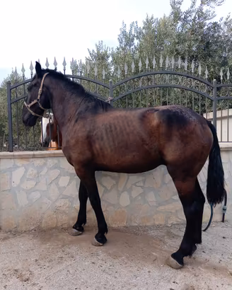 Cavallo
