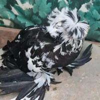 Colombi tamburi tedeschi