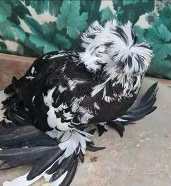 Colombi tamburi tedeschi