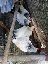 Galline sussex