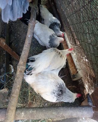 Galline sussex