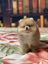 Cuccioli di Pomerania spitz nano