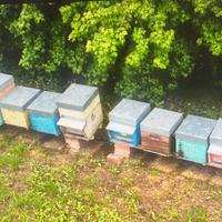 24 Famiglie di api con arnia