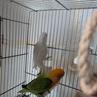 Agapornis roseicollins