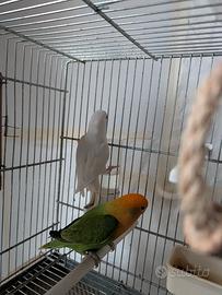 Agapornis roseicollins