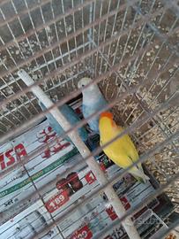 inseparabili 